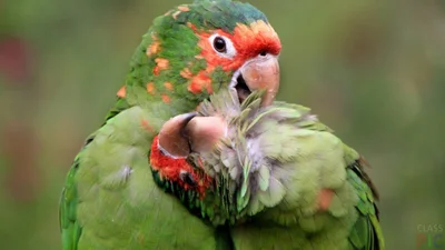 Любовь на крыльях: фото влюбленных друг в друга попугаев заставят тебя покраснеть