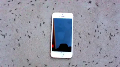 Видеохит: муравьи станцевали под стандартную мелодию IPhone