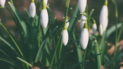 В Україні зацвіли підсніжники: ці ніжні фото доводять, що весна прийшла