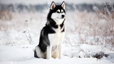 Ноль мотивации: ленивый пес-лыжник рассмешит вас до слез (ВИДЕО)