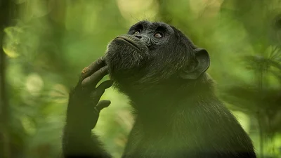 Sony World Photography Awards 2018: фото номинантов не оставят тебя равнодушным