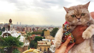 Ця мила кішка-мандрівниця підкорить тебе своїми селфі