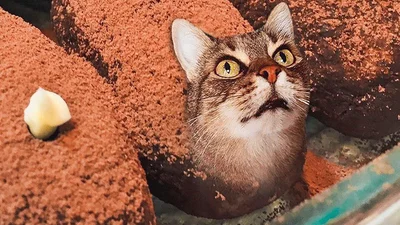 Странные фото, которые доказывают, что кошки - это еда