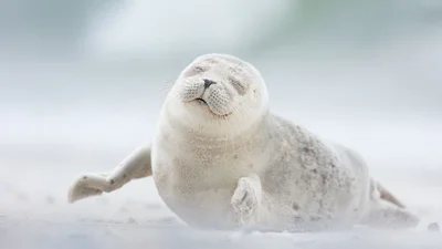 Smithsonian Photo Competition: зрелищные фото победителей вызывают восторг