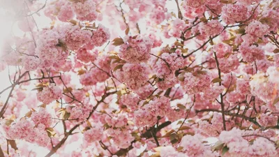 Настоящая весна: в Японии начали цвести сакуры