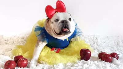 Собачки в забавных костюмах - именно то, что вам сегодня нужно