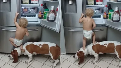 Видео дня: собака помогает маленькому мальчику ограбить холодильник