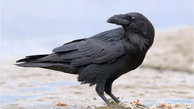 Удивительно да и только: в сети появилось фото белого ворона