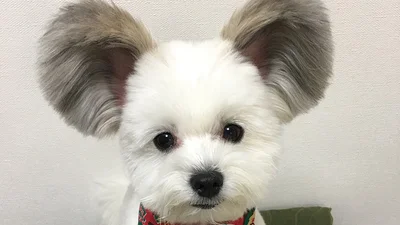 Милый щенок с ушами Микки Мауса сделает твой день