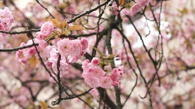 В Ужгороде зацвела сакура, и город превратился в розовую зефирку
