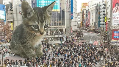 Котдзиллы: огромные коты захватили крупнейшие города мира