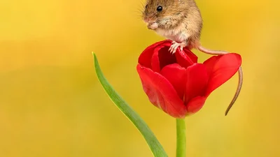 Ці знімки крихітних мишок у тюльпанах наймиліше, що ти міг бачити