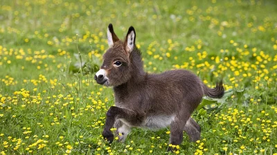 Новорожденные ослики - это самое милое, что вы видели в своей жизни