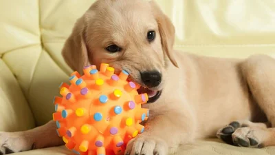 Собаче життя: особисті речі чотирилапих, які повністю їх характеризують