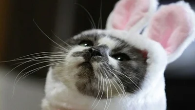 Я пушистый кроль: смешные и не слишком довольны котики в пасхальных костюмах