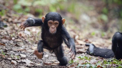 Маленький шимпанзе, который устроился на коленях пилота, растрогал весь интернет (ВИДЕО)