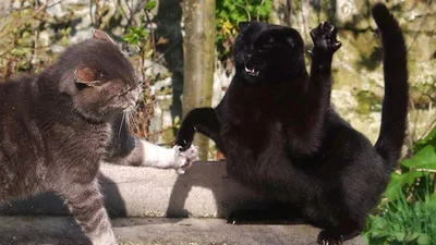 В стилі диско: ці веселі коти навчать вас, як потрібно танцювати