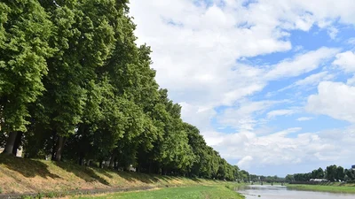 В Ужгороді рекордно швидко зацвіла найдовша липова алея Європи (ФОТО)