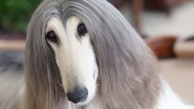 Ця собака так розкішно виглядає, що ви точно позаздрите її зачісці