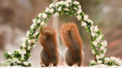 Фото дня: фотограф влаштував білкам справжнє весілля