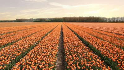 В Нидерландах зацвели поля тюльпанов - зрелище, от которого невозможно оторвать взгляд
