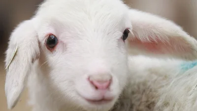 Это самый веселый ягненок в мире, и все в восторге от него