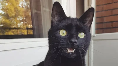 Котика впервые выпустили на балкон, и его реакция рассмешила весь мир