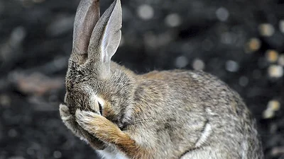 Эти фото с конкурса комедийной фотографии дикой природы вызовут у вас широкую улыбку