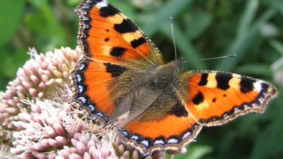 Вот это да: столицу атаковали бабочки