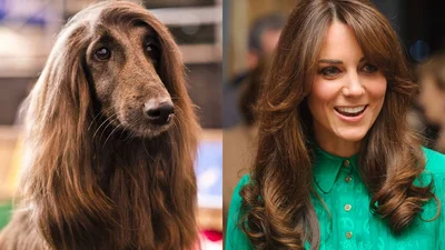 Трудно поверить глазам, но члены королевской семьи очень похожи на этих животных