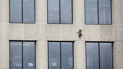 Герой мережі: єнот два дні ліз на вершину хмарочоса і ніхто не розуміє, чому