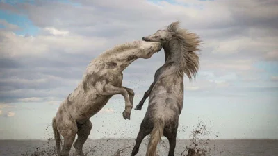 Уникальные фото природы, авторы которых стали победителями конкурса The Nature Conservancy