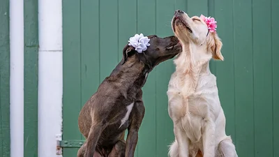 Мимими дня: вы будете в восторге от этих фото со свадьбы щенков