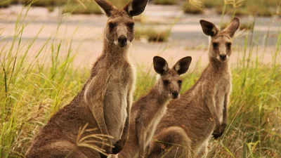 В Австралии кенгуру растянулся на футбольном поле и поиграл с ребятами в мяч (ВИДЕО)