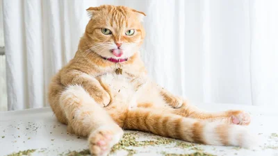 Коты, которые тащатся от кошачьей мяты - фотопроект на миллион