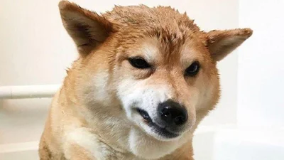Собака, который не любит купаться, стал героем забавных мемов