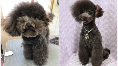 Японец делает собакам стильные стрижки, и они выглядят круче тебя