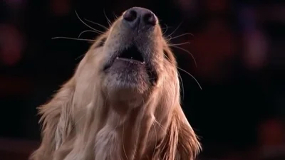Хіт дня: собака шокував мережу своїм співом на американській "Хвилині слави" (ВІДЕО)