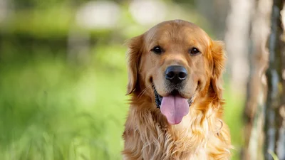 Видеохит: самый счастливый собака в мире порадовал своими эмоциями всю сеть