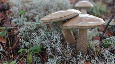 Грибний сезон: українці засипали мережу фотографіями літніх грибочків