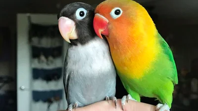 Интернет восторге от любовной истории двух попугайчиков и их новорожденных детенышей