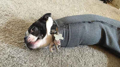 Поведінка цих собак не піддається логіці, але вона дуже смішна