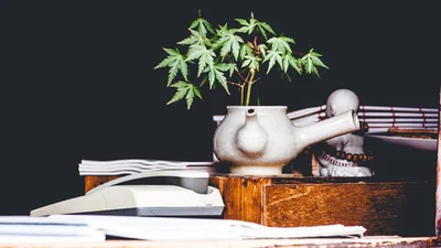 Ото заживуть: у Грузії легалізували марихуану