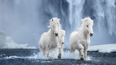 Фотограф показал красоту исландских лошадей, и эти фото как из сказки