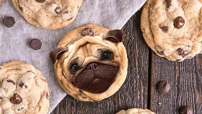 Собаки в еде - очень забавный Instagram, что заставит тебя пищать от восторга