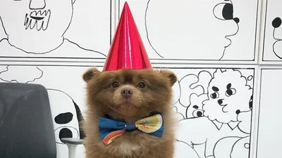 Волшебный песик с харизмой мишки стал звездой сети