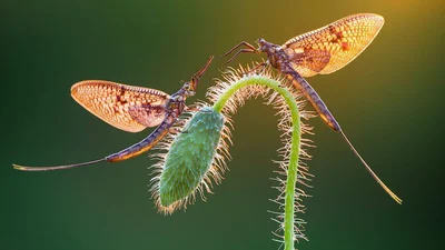 Красота природы крупным планом в фото конкурса International Garden Photographer