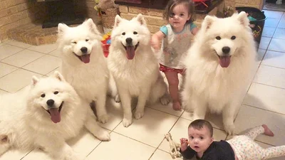 Пара воспитывает двоих детей и 4 щенков, и это очень веселое зрелище