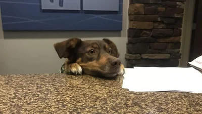 Ці цуцики перевершили своїми очима кота з мультика "Шрек"