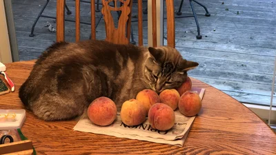Любов цього котика до персиків розчулить навіть тих, хто рідко посміхається